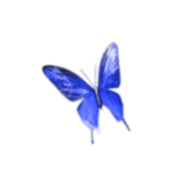 Butterfly 4
