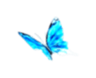 Butterfly 2